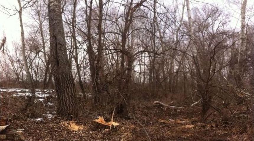 Tavuk Ormanı&rsquo;nda Ağa&ccedil; Kesimi İddiası