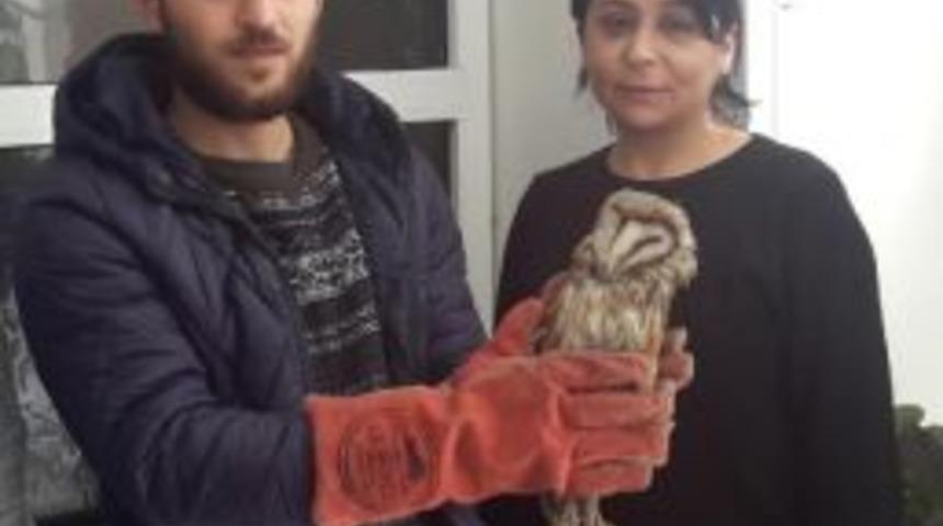 Yaralı Baykuş Tedavi Edildi