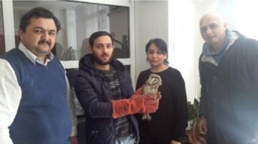 Yaralı Baykuşa Belediye Sahip Çıktı