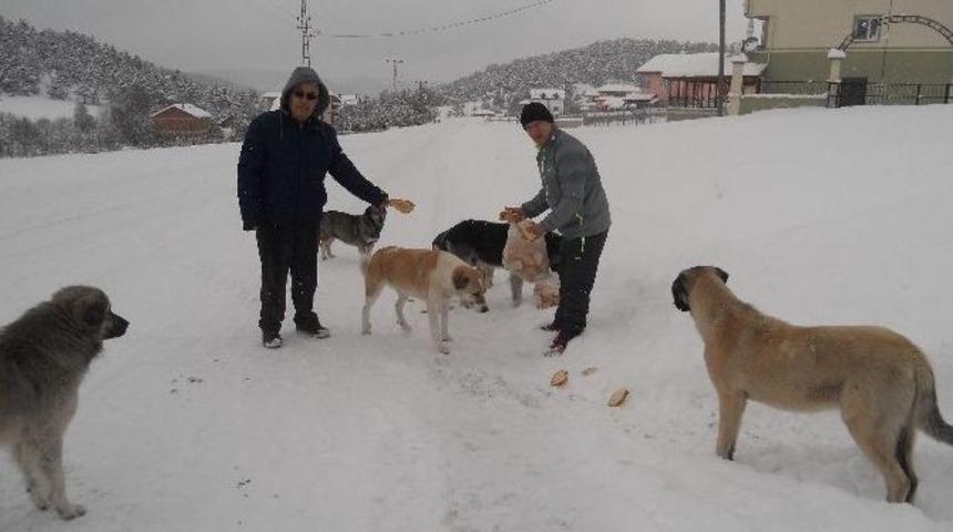 Tema Yaylada Karda A&ccedil; Kalan Hayvanları Unutmadı