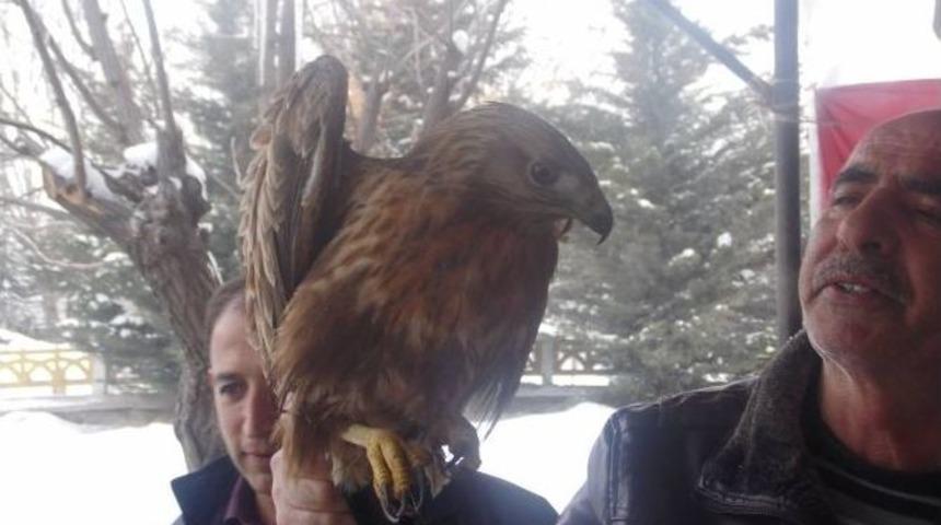Yaralı Kızıl Şahin Tedavi Altına Alındı