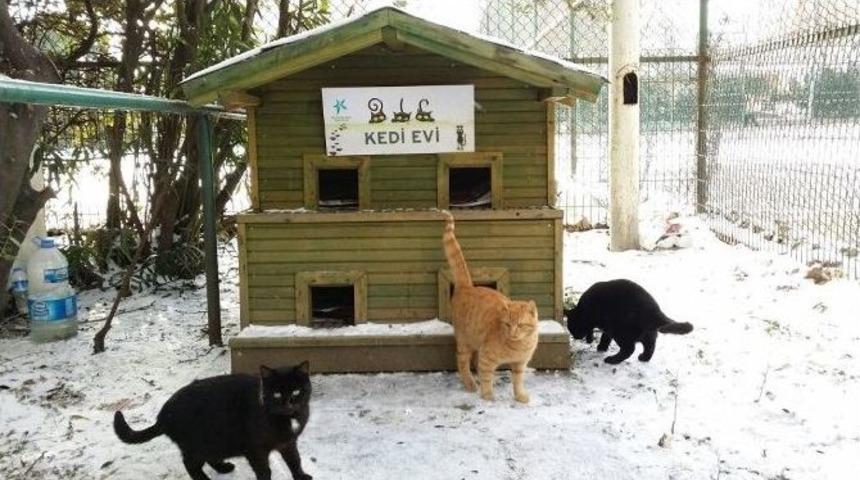 Sokak Hayvanları Soğuk Kış G&uuml;nlerinde Unutulmadı