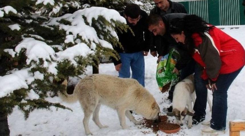 Sahipsizlerin Sahibi &Ccedil;ankaya