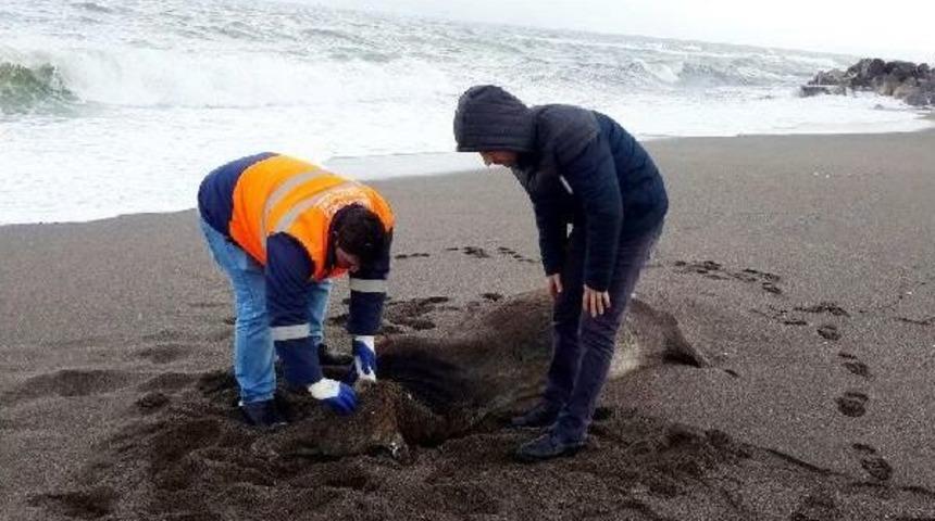 Gemiden Atılan Ithal 6 B&uuml;y&uuml;kbaş Hayvan Leşi Sahile Vurdu