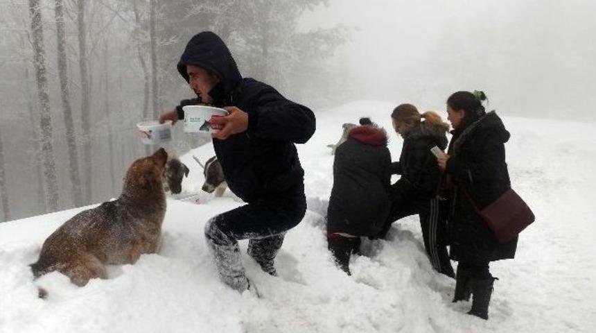Karda Sokak Hayvanlarına Sıcak Yardım Eli