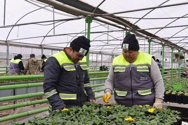 Seralarında Yetiştirilen Çiçekler Eskişehir’i Renklendirmeyi Bekliyor