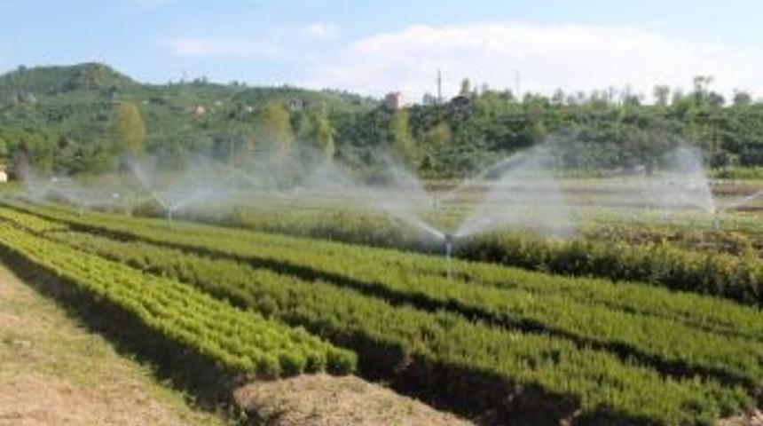 Ordu’da 1.5 Milyon Fidan Üretildi