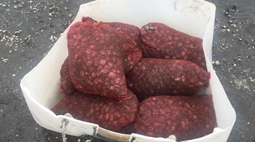 300 Kilo Midye Avlayan Kişiye 1155 Lira Ceza