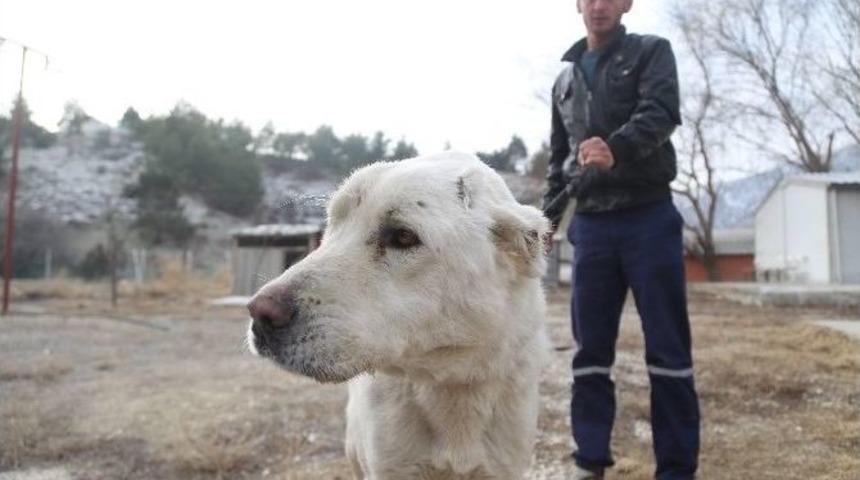 Eziyet Edilen Köpeği Hayvansever Sahiplendi