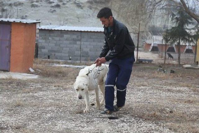 Eziyet Edilen Köpeği Hayvansever Sahiplendi