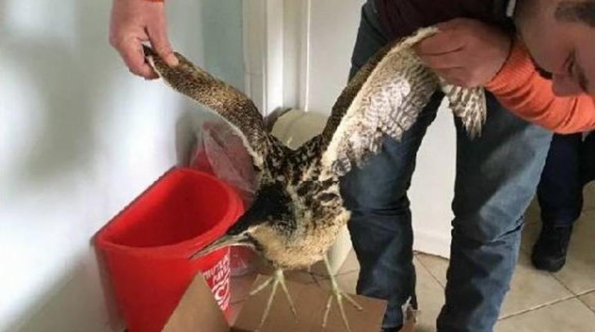 Açlıktan Bitkin Düşen Akbalıkçıla Tedavi