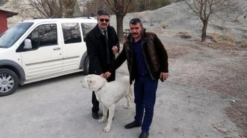 &Ccedil;obanın Sopayla D&ouml;vd&uuml;ğ&uuml; K&ouml;peğe Yeni Sahip