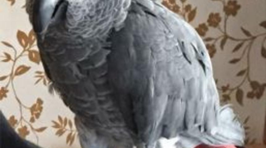 Kaybolan Papağanı Bulana Para &Ouml;d&uuml;l&uuml;