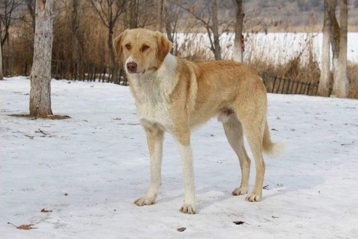 Başkentin Ayazı Sibirya’yı Aratmıyor G3