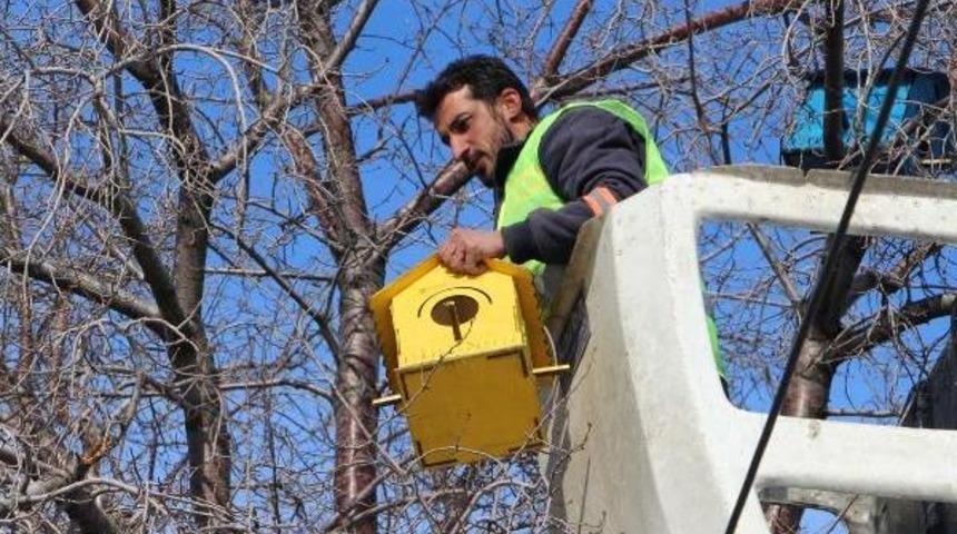 Sivas'ta Ağa&ccedil;lara Kuşlar I&ccedil;in 'kış Evi' Asıldı