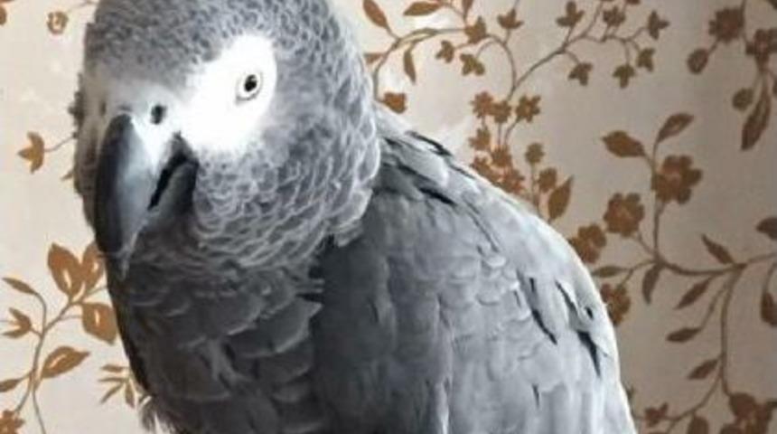 Mardin'de 4 Dilde 'hoşgeldin' Diyen Papağanı Bulana 1500 Lira &Ouml;d&uuml;l