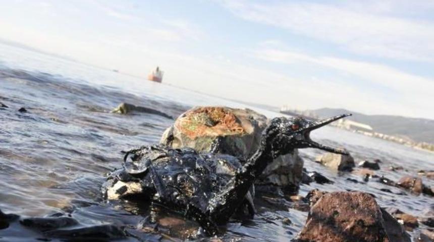 Kuşların &Ouml;l&uuml;m&uuml;ne Neden Olan Liman Hakkında Su&ccedil; Duyurusu