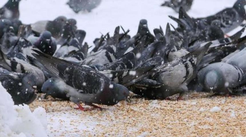 Sokak Hayvanları I&ccedil;in Yem Ve Mama Bırakıldı