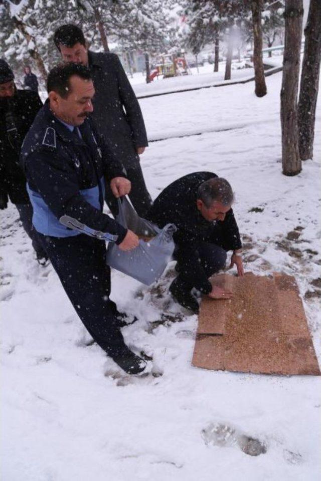 Sokak Hayvanları Için Yem Ve Mama Bırakıldı