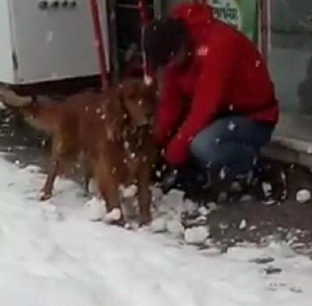 Tüylerine Yapışan Kartopları Nedeniyle Yürüyemeyen Köpeğe Yardım Eli