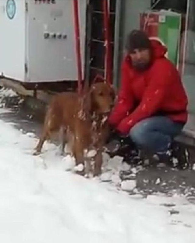 Tüylerine Yapışan Kartopları Nedeniyle Yürüyemeyen Köpeğe Yardım Eli