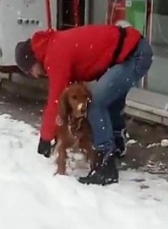 Tüylerine Yapışan Kartopları Nedeniyle Yürüyemeyen Köpeğe Yardım Eli