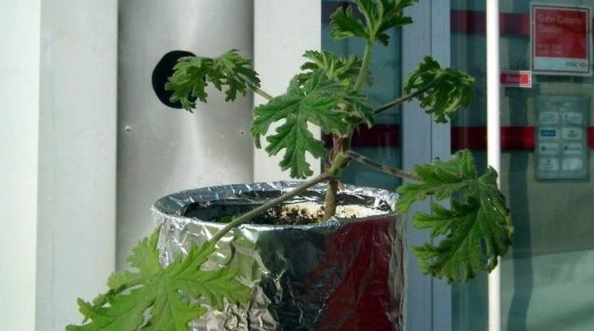 Itır &Ccedil;i&ccedil;eği Aydın&rsquo;da Yaşatılıyor