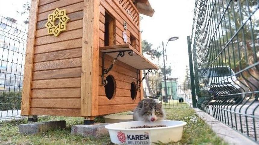 Sokak Kedilerine Dubleks Rahatlık