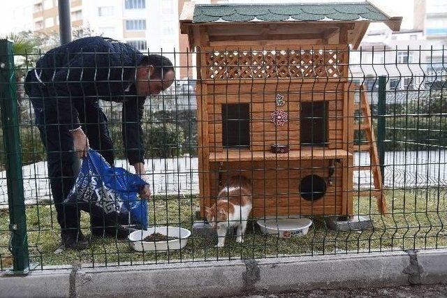 Sokak Kedilerine Dubleks Rahatlık