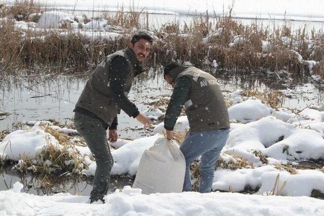 Van’da Yaban Hayvanlarına Yem Desteği