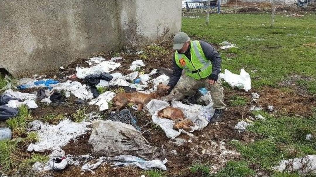 Arnavutk&ouml;y&rsquo;de K&ouml;pek Vahşeti