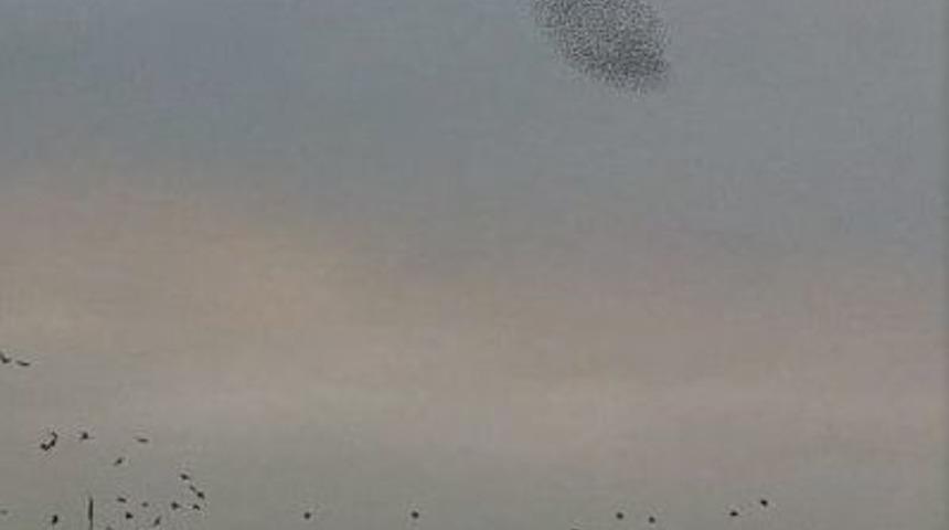 Sığırcık Kuşlarının B&uuml;y&uuml;leyen Dansı