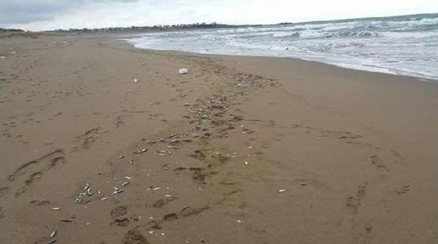 Sahilden Hamsi Topladılar