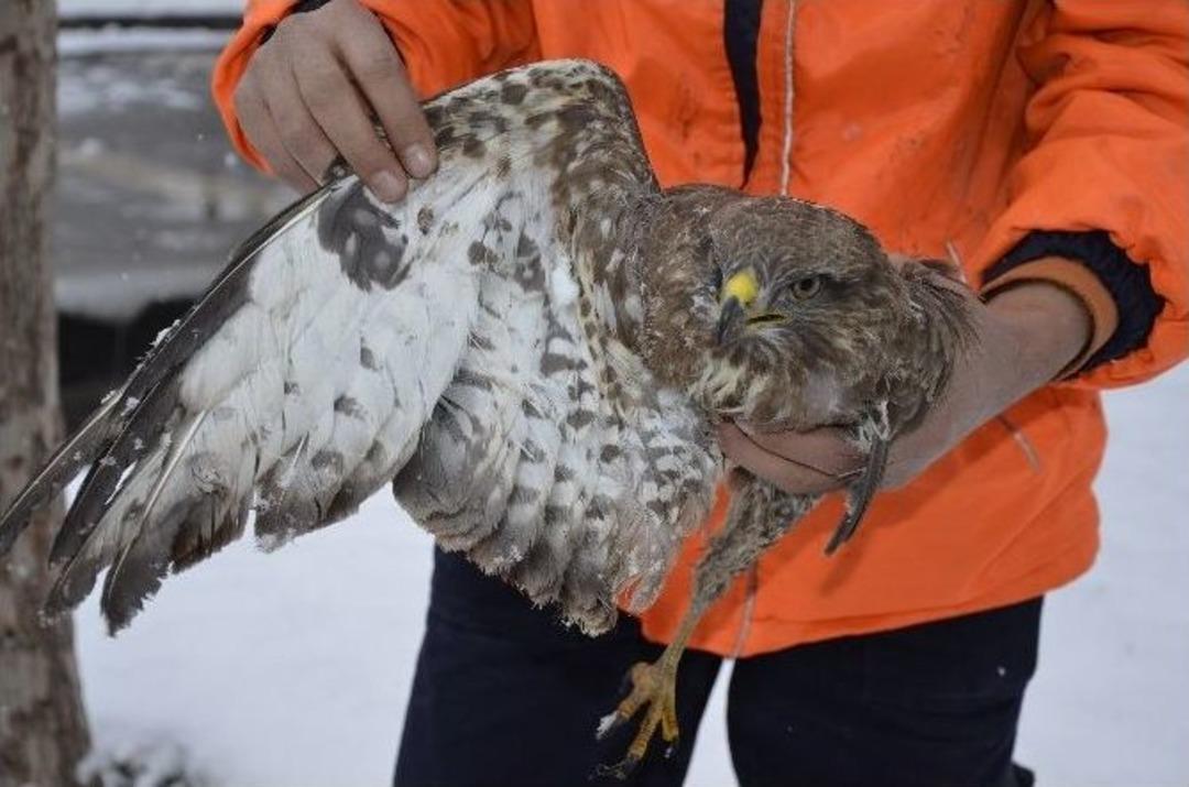 Yaralı Ve Donmak &Uuml;zere Olan Şahini K&ouml;peklerden Kurtardı