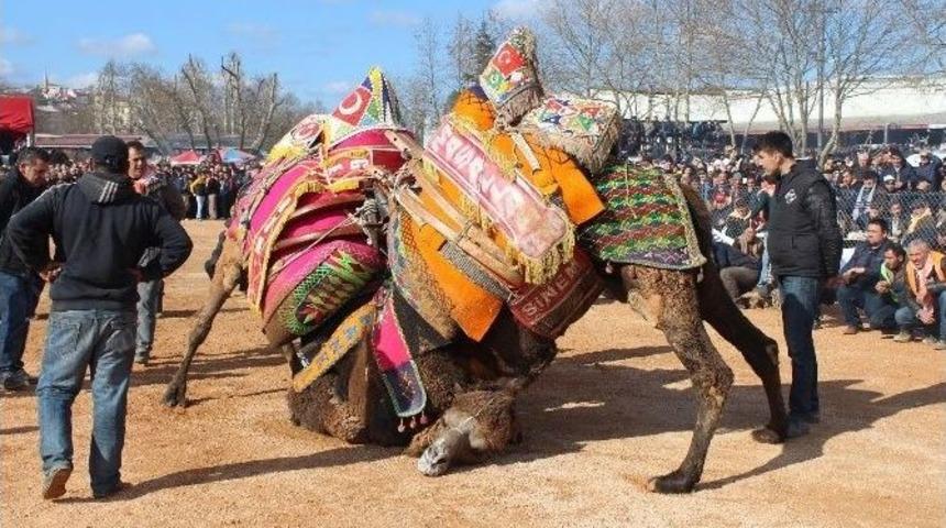 Yılın En B&uuml;y&uuml;k Deve G&uuml;reşi, 5 Şubat&rsquo;ta Biga&rsquo;da