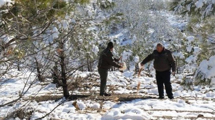 Yaban Hayvanlarına Yem Bırakıldı