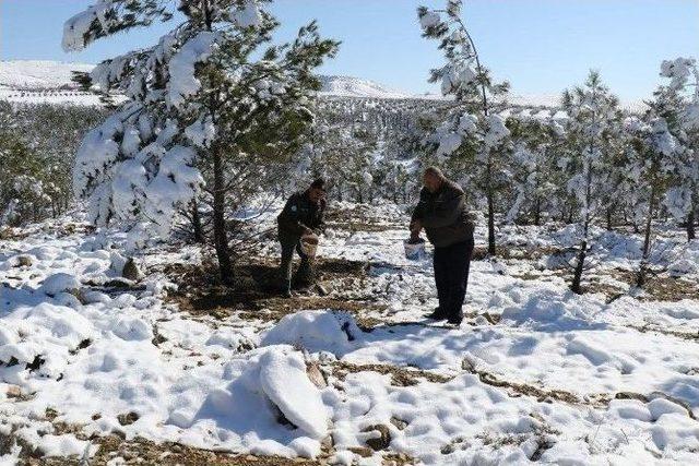 Yaban Hayvanlarına Yem Bırakıldı 1