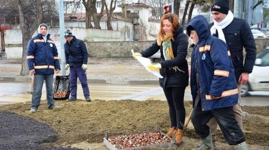 Lapseki&rsquo;de 50 Bin Adet Lale Dikimi