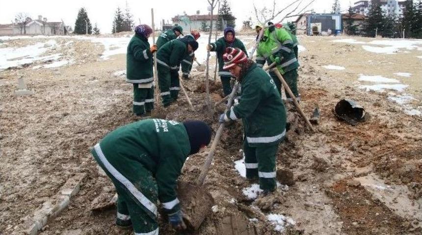 &Ccedil;ankaya Ağa&ccedil;landırmaya Devam Ediyor