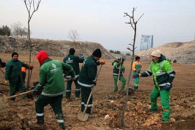 Çankaya Ağaçlandırmaya Devam Ediyor