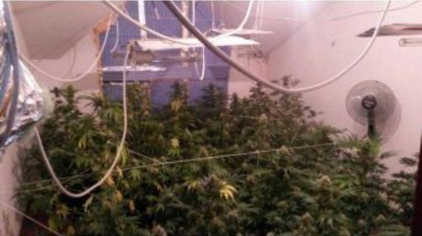 L&uuml;ks Villa Kenevir Tarlası &Ccedil;ıktı