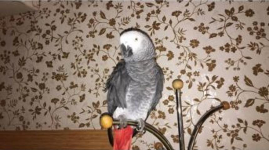 Başına &Ouml;d&uuml;l Konulan Papağan Bulundu
