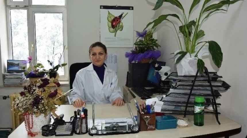 Fındık &Uuml;reticilerinin Amerikan Beyaz Kelebeği Kabusu Son Buluyor