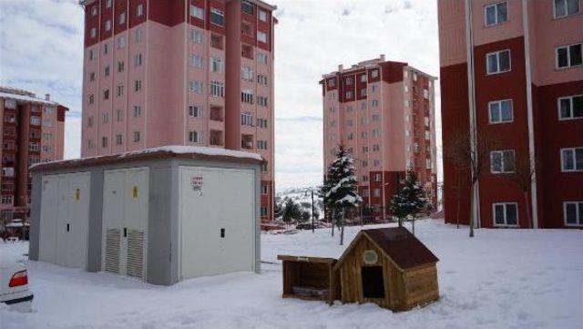 Sokak Köpekleri  Beslenme Yerleri Hazırlandı