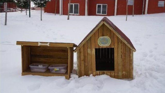 Sokak Köpekleri  Beslenme Yerleri Hazırlandı