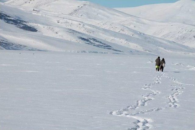 Çıldır Gölü Üzerinde Balıkçılarla Ve Kurtlar Bir Arada