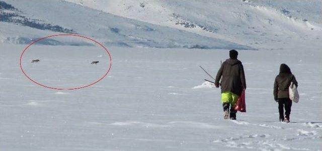 Çıldır Gölü Üzerinde Balıkçılarla Ve Kurtlar Bir Arada