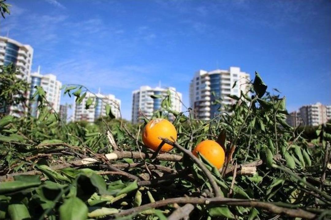 Adana&rsquo;da 200 Bin Hektar Tarımsal Alan Tehdit Altında