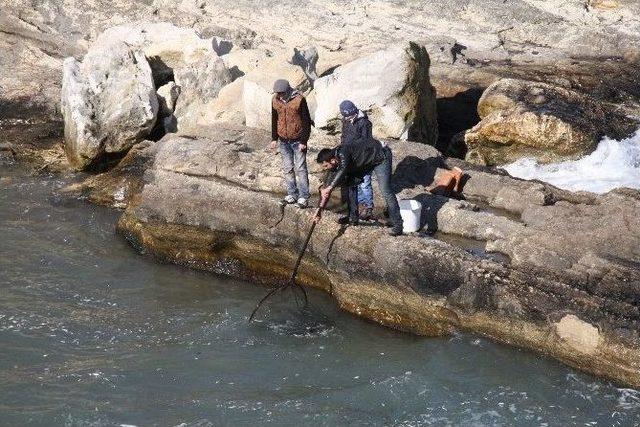 Soğuk Suda Şok Geçiren Tonlarca İstavrit Kandıra Sahillerine Vurdu