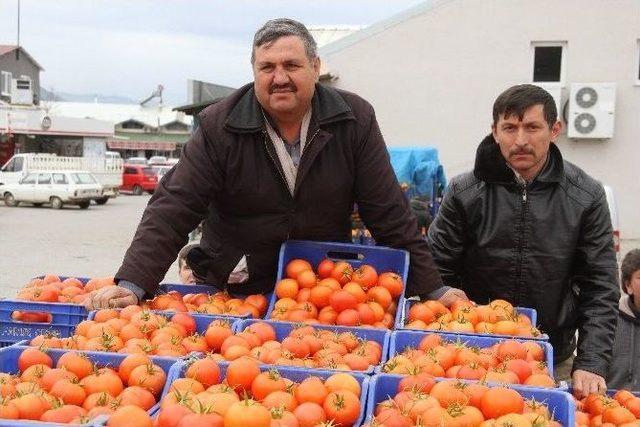 Domates Üreticileri Zor Günler Geçiyor